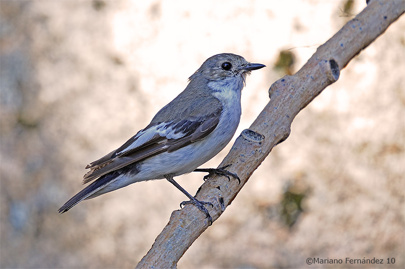 Papamoscas cerrojillo