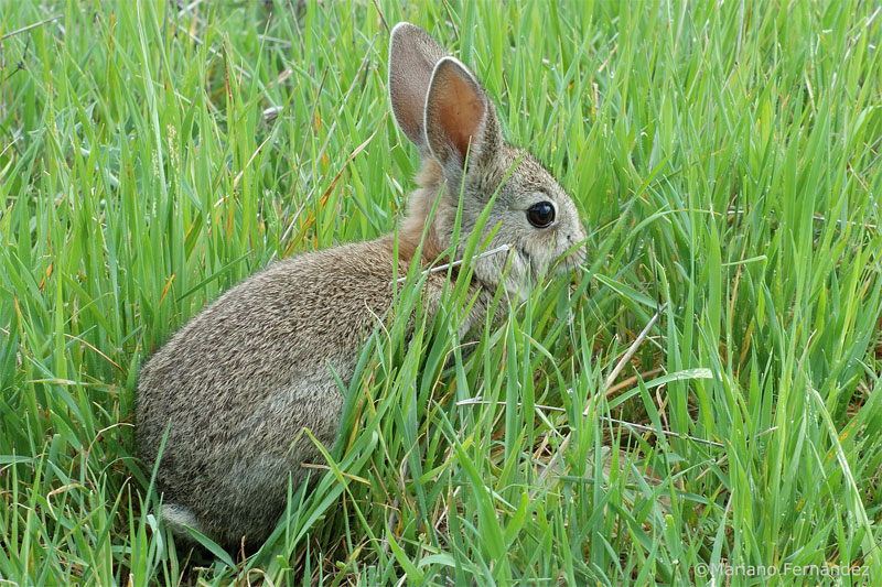 Conejo
