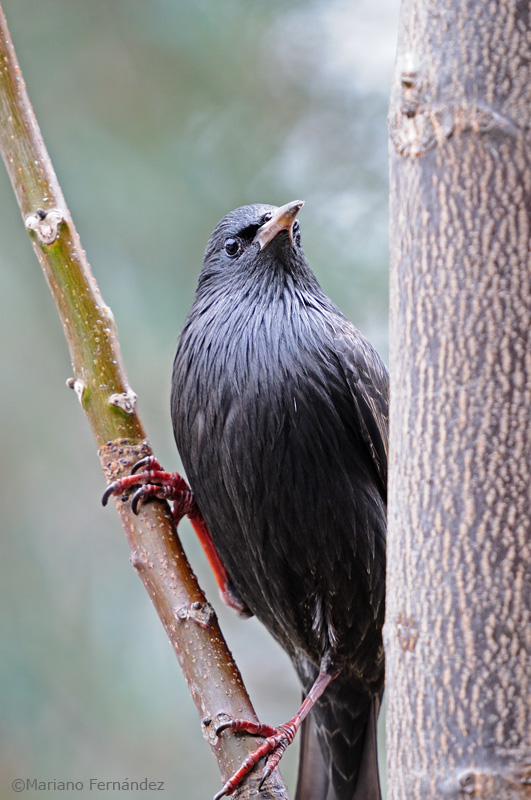 Estornino negro