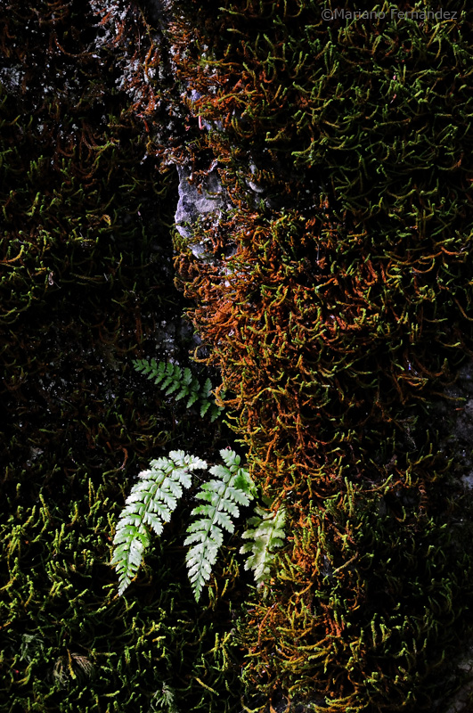 Helecho y musgo