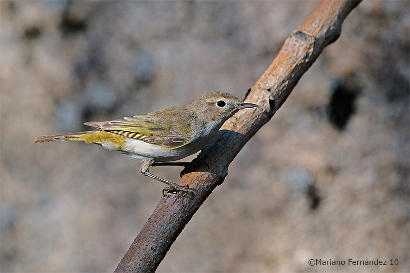 Mosquitero com�n