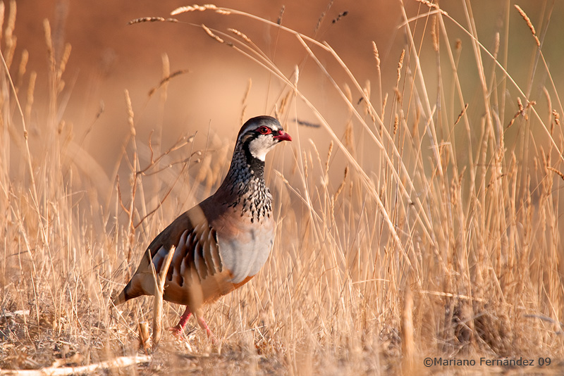 Perdiz com�n