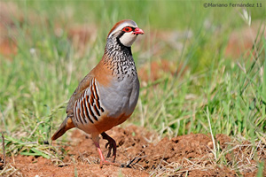 Perdiz com�n
