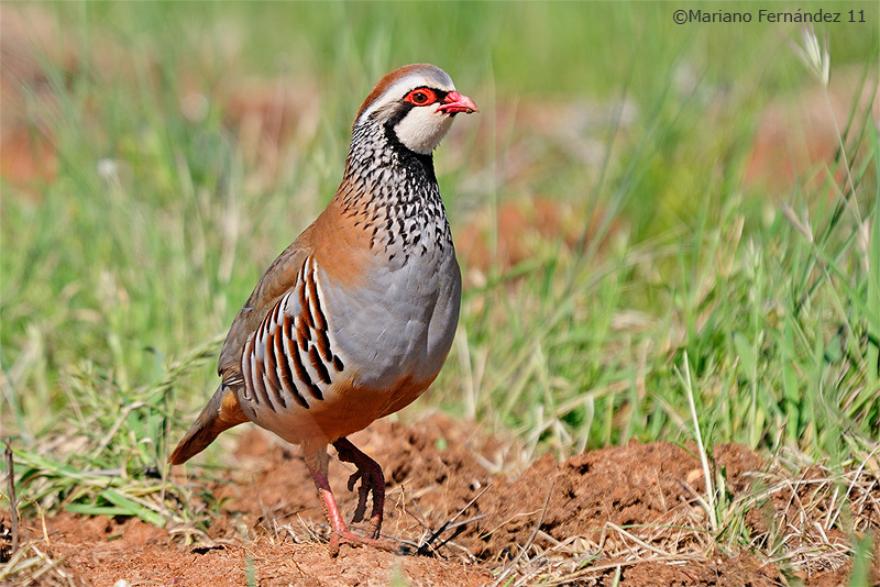 Perdiz com�n