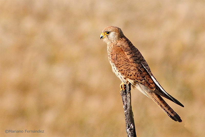 Cern�calo primilla
