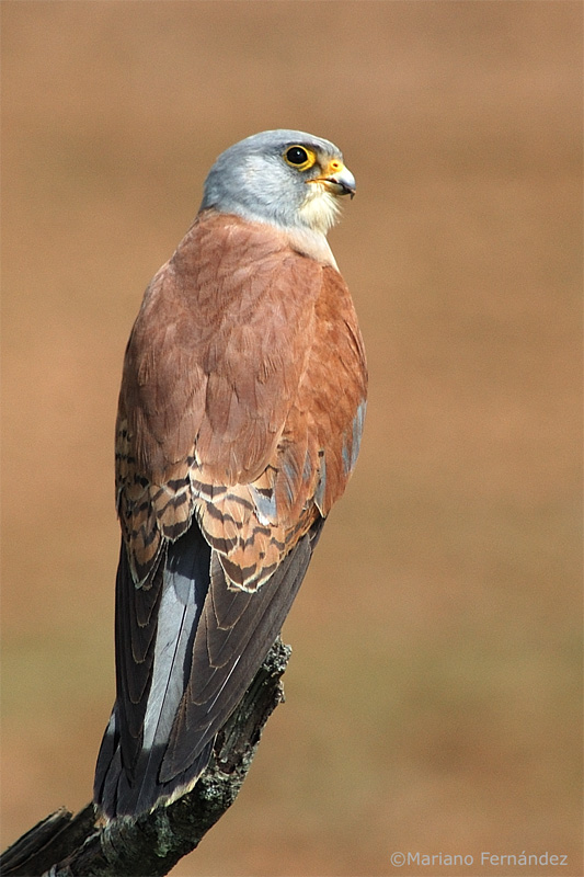 Cern�calo primilla